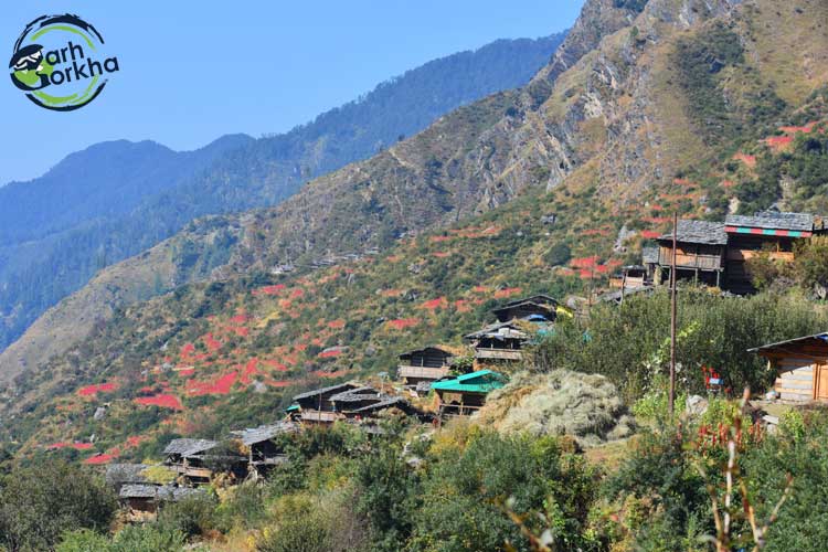 Quaint huts of the villagers at ghui is the first campsite on the har ki dun trek.